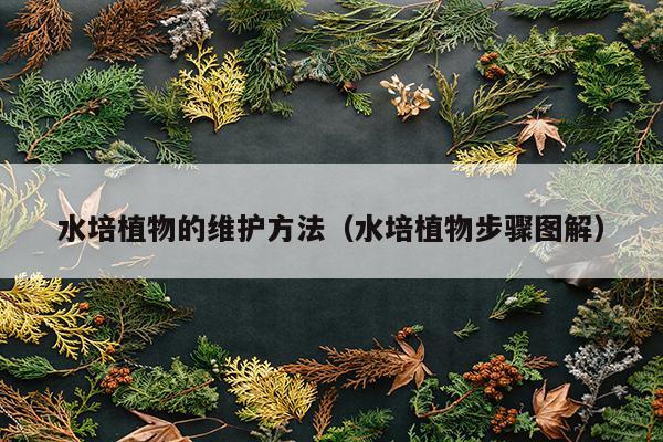 水培植物的维护方法（水培植物步骤图解）