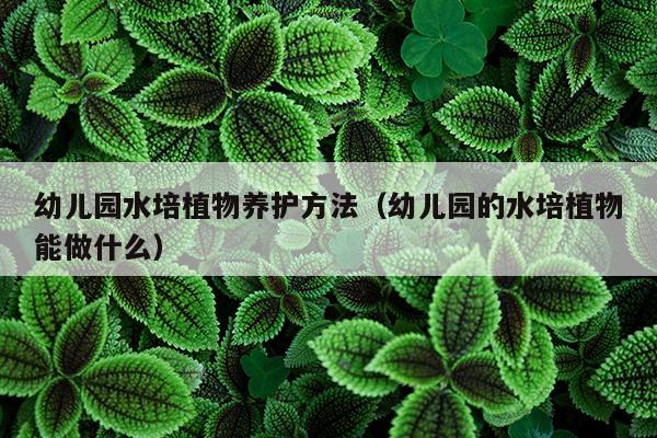 幼儿园水培植物养护方法（幼儿园的水培植物能做什么）