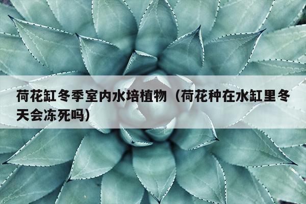 荷花缸冬季室内水培植物（荷花种在水缸里冬天会冻死吗）