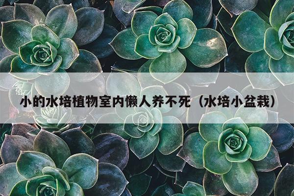 小的水培植物室内懒人养不死（水培小盆栽）