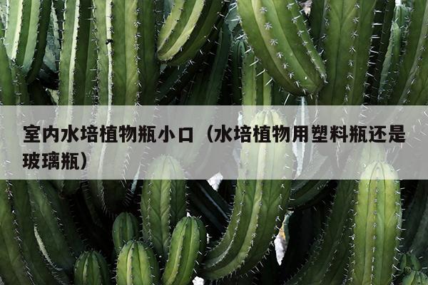 室内水培植物瓶小口（水培植物用塑料瓶还是玻璃瓶）