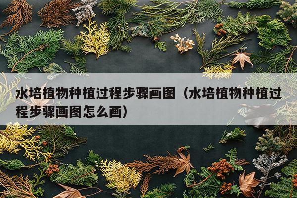 水培植物种植过程步骤画图（水培植物种植过程步骤画图怎么画）