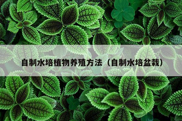 自制水培植物养殖方法（自制水培盆栽）