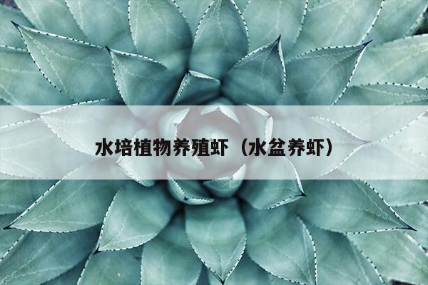 水培植物养殖虾（水盆养虾）