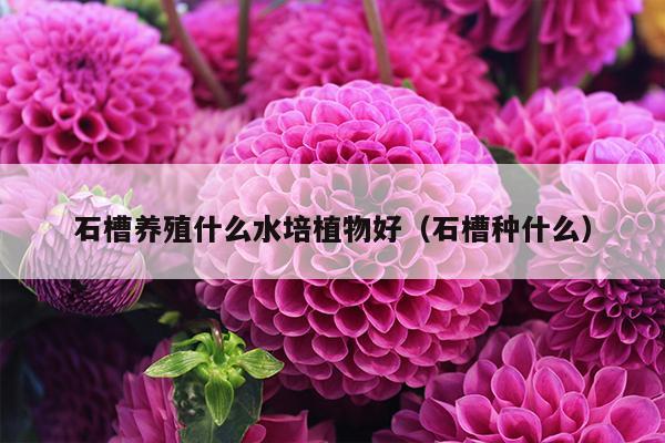 石槽养殖什么水培植物好（石槽种什么）