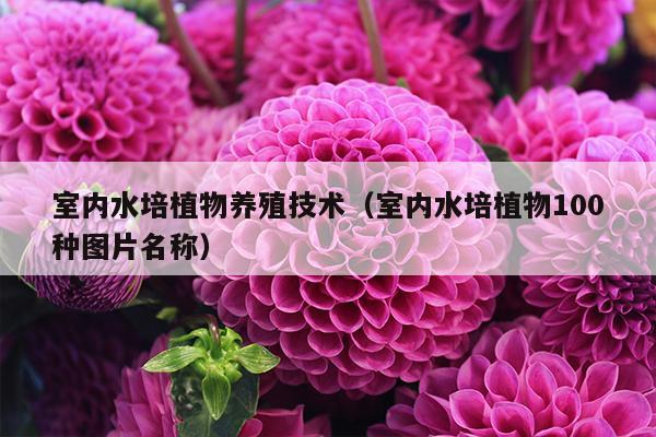 室内水培植物养殖技术（室内水培植物100种图片名称）