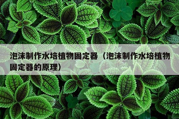 泡沫制作水培植物固定器（泡沫制作水培植物固定器的原理）