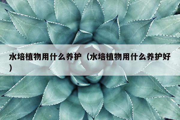 水培植物用什么养护（水培植物用什么养护好）