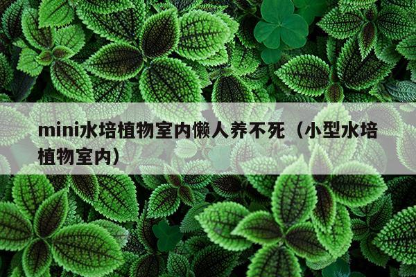 mini水培植物室内懒人养不死（小型水培植物室内）