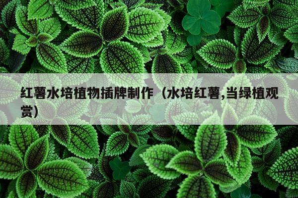 红薯水培植物插牌制作（水培红薯,当绿植观赏）