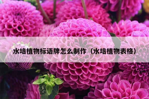 水培植物标语牌怎么制作（水培植物表格）