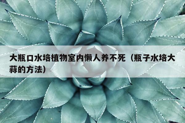 大瓶口水培植物室内懒人养不死（瓶子水培大蒜的方法）