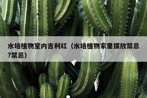 水培植物室内吉利红（水培植物家里摆放禁忌?禁忌）