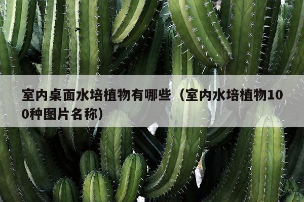 室内桌面水培植物有哪些（室内水培植物100种图片名称）