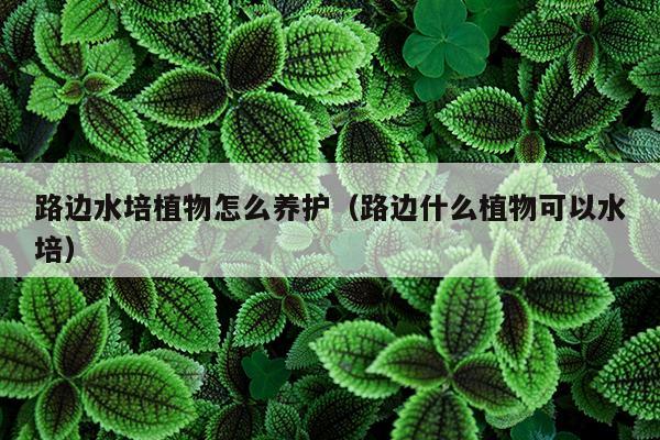 路边水培植物怎么养护（路边什么植物可以水培）