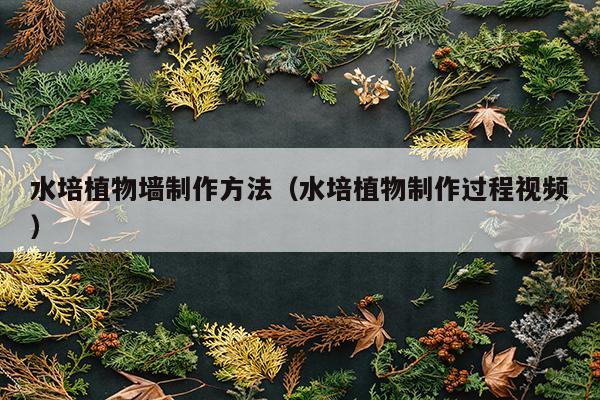 水培植物墙制作方法（水培植物制作过程视频）