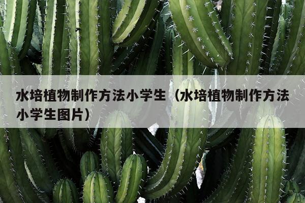 水培植物制作方法小学生（水培植物制作方法小学生图片）