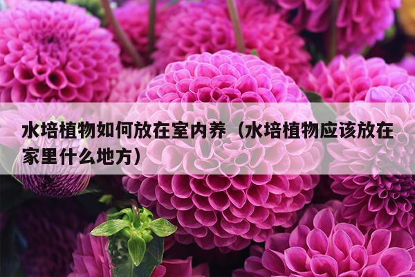 水培植物如何放在室内养（水培植物应该放在家里什么地方）