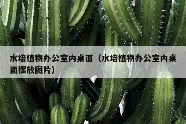 水培植物办公室内桌面（水培植物办公室内桌面摆放图片）