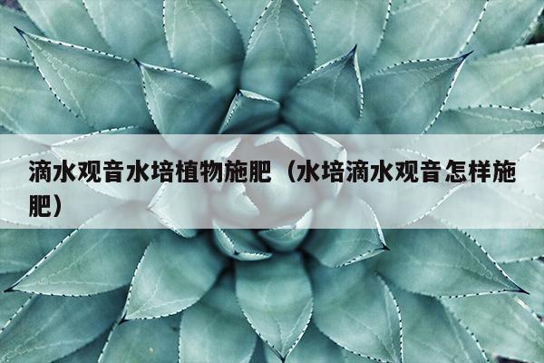 滴水观音水培植物施肥（水培滴水观音怎样施肥）