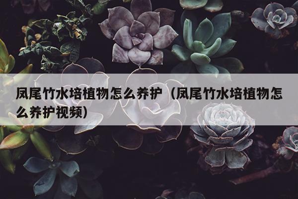 凤尾竹水培植物怎么养护（凤尾竹水培植物怎么养护视频）