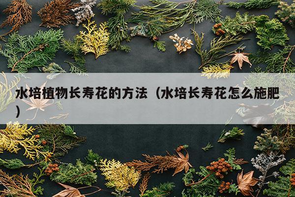 水培植物长寿花的方法（水培长寿花怎么施肥）