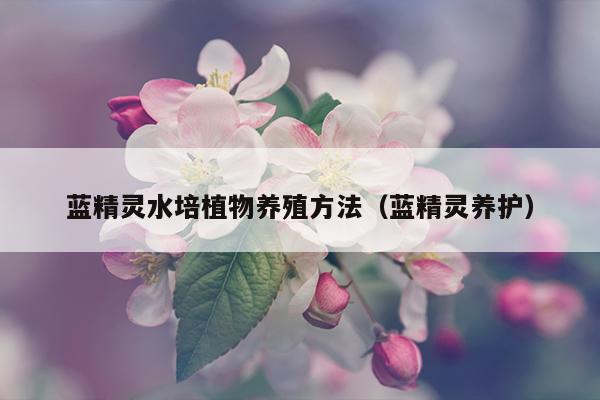 蓝精灵水培植物养殖方法（蓝精灵养护）