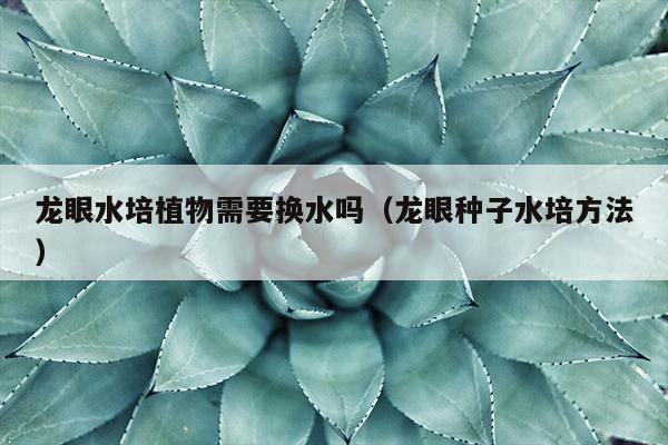 龙眼水培植物需要换水吗（龙眼种子水培方法）