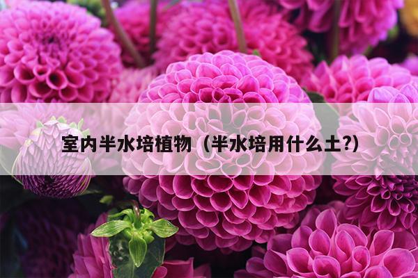 室内半水培植物（半水培用什么土?）