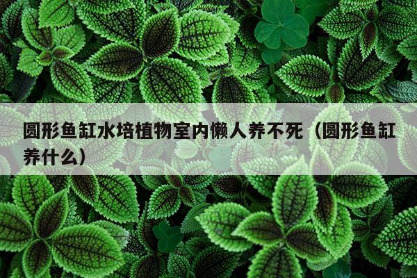 圆形鱼缸水培植物室内懒人养不死（圆形鱼缸养什么）