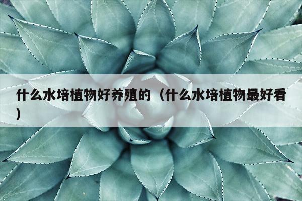 什么水培植物好养殖的（什么水培植物最好看）