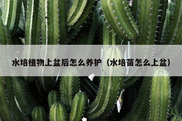 水培植物上盆后怎么养护（水培苗怎么上盆）