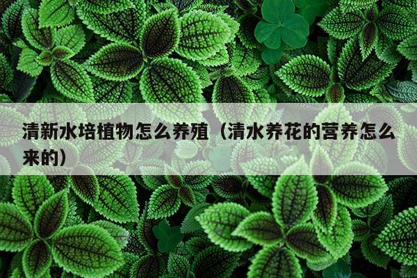 清新水培植物怎么养殖（清水养花的营养怎么来的）