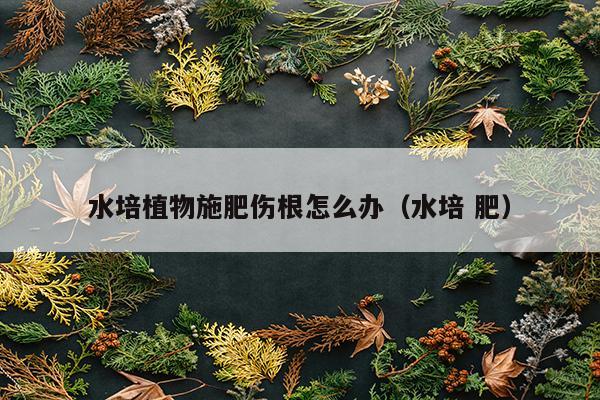 水培植物施肥伤根怎么办（水培 肥）