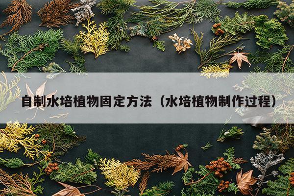 自制水培植物固定方法（水培植物制作过程）