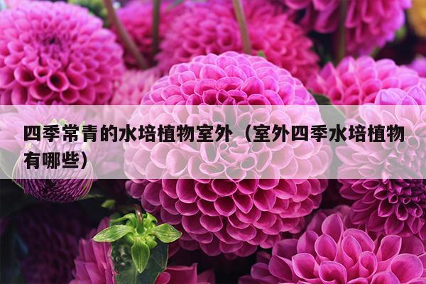 四季常青的水培植物室外（室外四季水培植物有哪些）