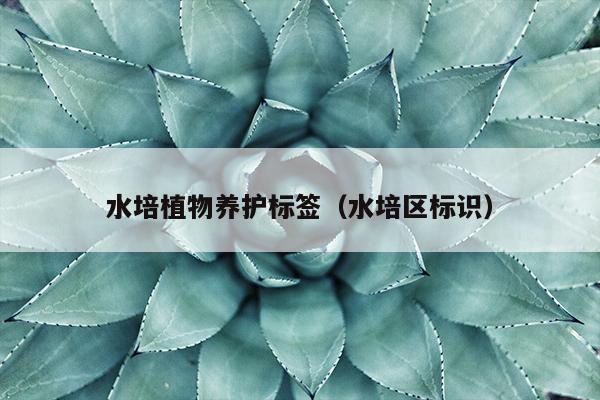 水培植物养护标签（水培区标识）