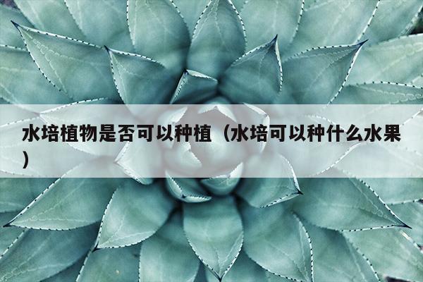 水培植物是否可以种植（水培可以种什么水果）