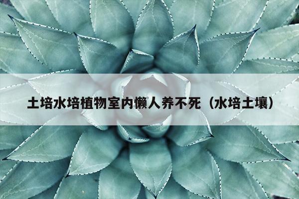 土培水培植物室内懒人养不死（水培土壤）