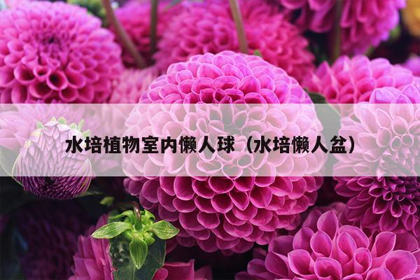 水培植物室内懒人球（水培懒人盆）