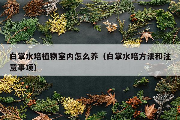 白掌水培植物室内怎么养（白掌水培方法和注意事项）