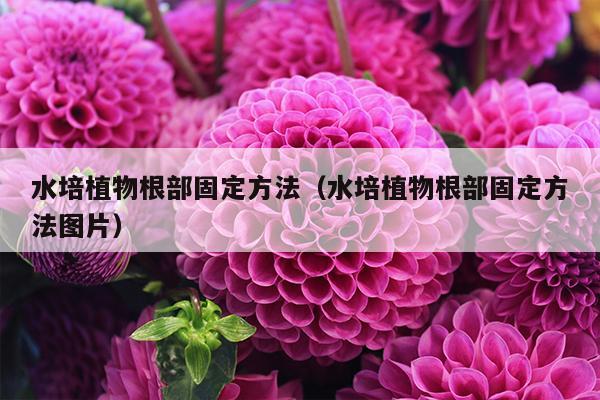 水培植物根部固定方法（水培植物根部固定方法图片）