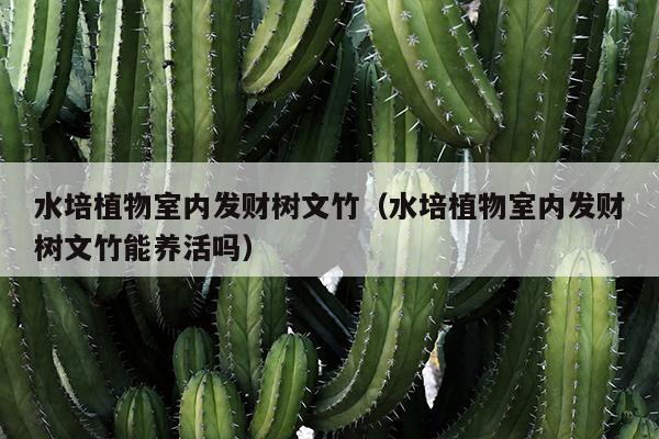 水培植物室内发财树文竹（水培植物室内发财树文竹能养活吗）