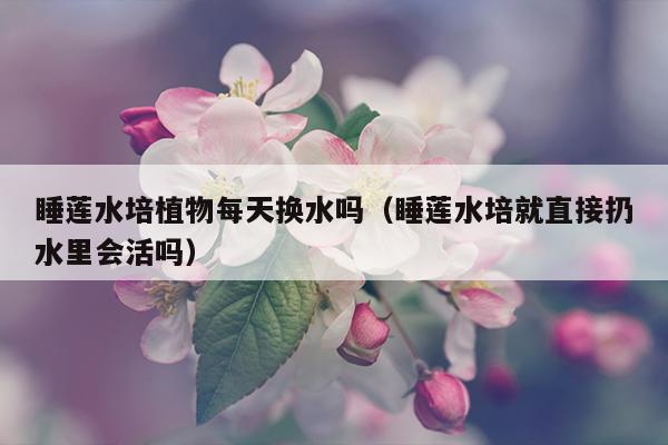 睡莲水培植物每天换水吗（睡莲水培就直接扔水里会活吗）