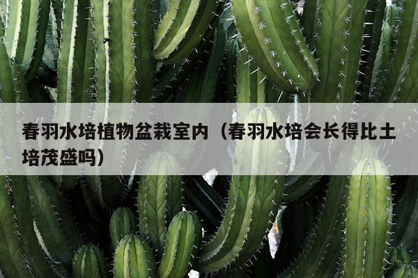 春羽水培植物盆栽室内（春羽水培会长得比土培茂盛吗）