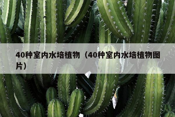 40种室内水培植物（40种室内水培植物图片）