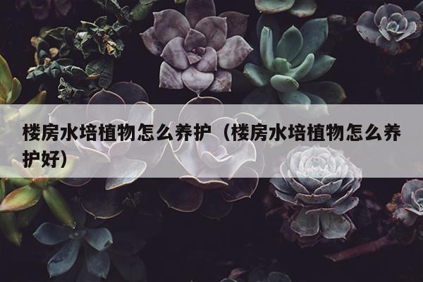 楼房水培植物怎么养护（楼房水培植物怎么养护好）