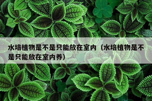 水培植物是不是只能放在室内（水培植物是不是只能放在室内养）