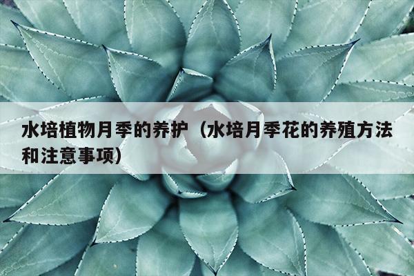 水培植物月季的养护（水培月季花的养殖方法和注意事项）