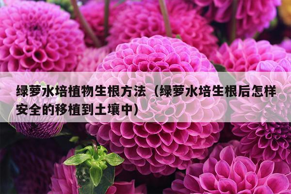 绿萝水培植物生根方法（绿萝水培生根后怎样安全的移植到土壤中）